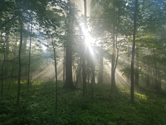 20160531_074140.jpg image